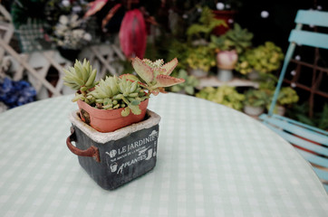 A potted plant on an alfresco table