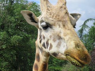 Girafe 3
