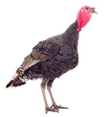Young turkey bird isolated.