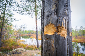 Notch from ax on pine tree for orientation in forest against background of taiga river.