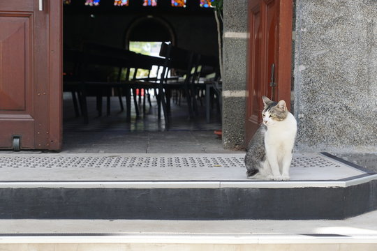 Katze vor einer Kirche auf la reunion in frankreich