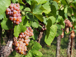 Pinot gris grapes of brownish pink variety, hanging on vine few days before the harvest