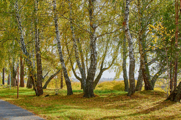 Large birch trees with yellow leaves grow along the alley in autumn.