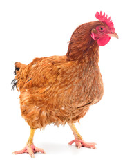 Brown hen isolated.