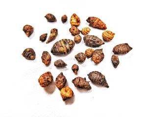 Nut grass (Cyperus rotundus)