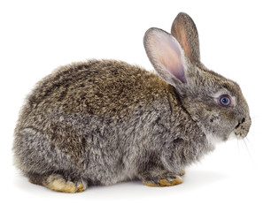 Gray rabbit isolated.
