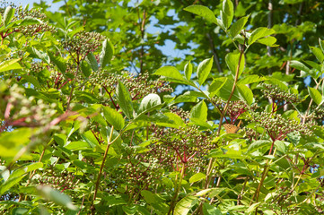 black elder bush in summer with green unripe berries