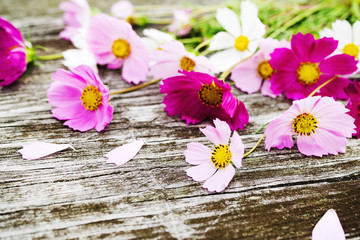 Pink and white wild flowers (Cosmos) on old wooden background, toned. Flower background, soft focus