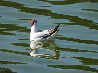 seagull - a waterfowl with short legs and thick plumage, drifts on the waves