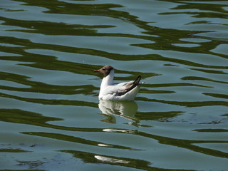 seagull - a waterfowl with short legs and thick plumage, drifts on the waves