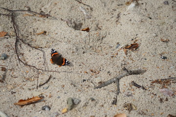 Schmetterling (Admiral) an einem Sandstrand der Ostsee