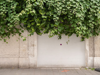 Parking entrance covered with vines