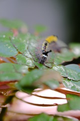 Yellow and black worms perched on the leaves