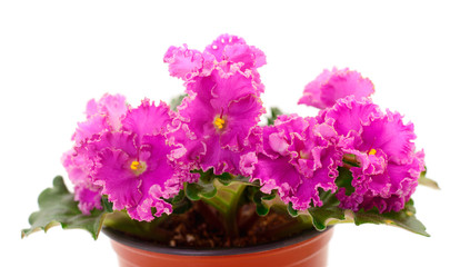  Saintpaulia in a pot on a white background.