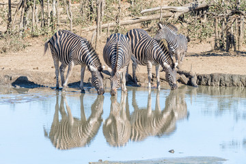 Fototapeta na wymiar Burchells zebras drinking water from a waterhole
