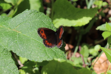 Fototapeta na wymiar Schmetterling im Wald