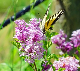 zoo butterfly