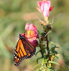 butterfly on flower