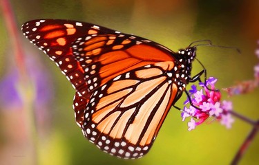 butterfly