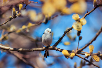 beautiful natural background with cute songbird long-tailed tit sitting on a branch with fluffy yellow willow buds in spring garden