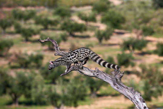 Genetta genetta gineta