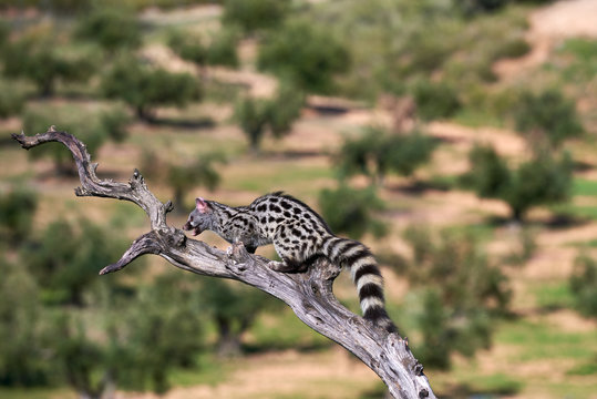 gineta  Jineta  Genetta genetta