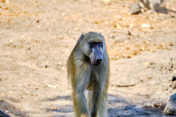 Baboon in Mana Pools National Park, Zimbabwe