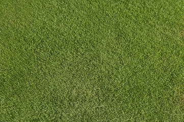 green grass texture