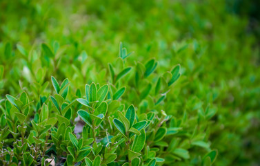 Close-up of culturally growing bushes as part of landscape design background.