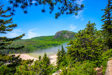 Fototapeta na wymiar Peeking through pines at Sand Beach in Acadia National Park, Maine