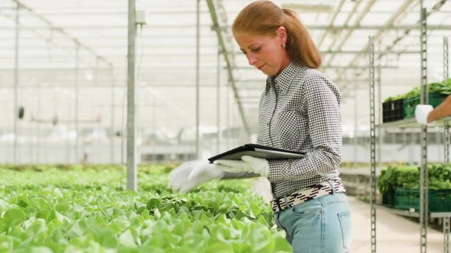 Female agronomy engineer typing on her tablet after inspecting ogranic green salad in a modern greenhouse.