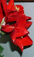 poinsettia on red background