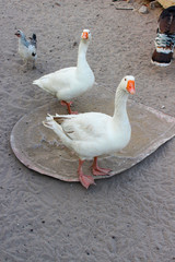 goose on a farm