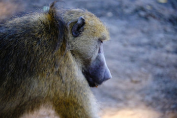 Baboon in Mana Pools National Park, Zimbabwe