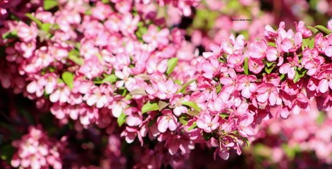 pink flowers in garden
