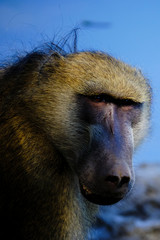 Baboon in Mana Pools National Park, Zimbabwe