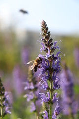 Biene am Lavendel