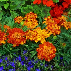Marigold