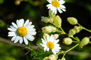 meadow chamomile on a sunny day close-up