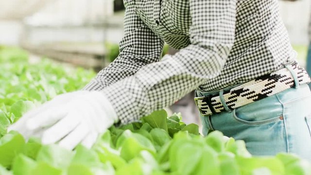 Close up of female farm worker in a greenhouse harvestig green salad.