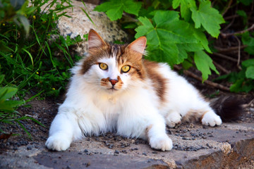 Naklejka na ściany i meble Beautiful long hair white and brown cat, lying down a stone wall.
