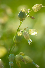 unopened buds of white flowers on blurred natural background 