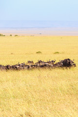 African buffalo herd resting in the grass on the savanna