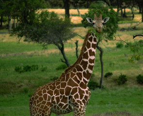 Giraffe in the Wild