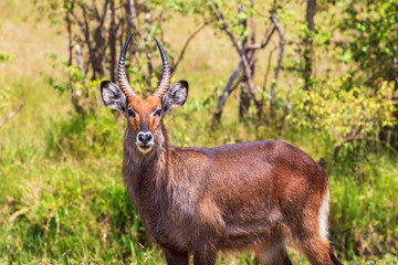 Waterbuck looking at the camera