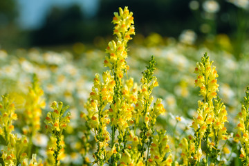 Obraz premium unopened buds of white flowers on blurred natural background 