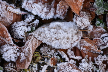 frost on dried leaves