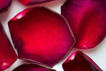 The red petals of a dry rose are scattered close up.