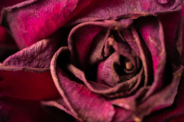 Red withering old dry rose bud close-up.