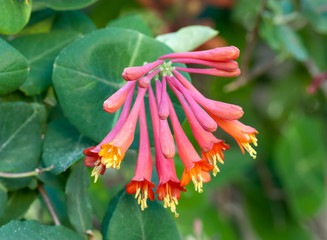 Trumpet honeysuckle (Lonicera sempervirens) flowers in garden in central Virginia. This species is...
